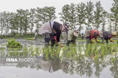 گزارش تصویری | آخرین روزهای نشاء برنج در شالیزارهای گیلان