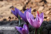 قیمت زعفران در مشهد چند؟ (۸ آذر ۱۴۰۲)