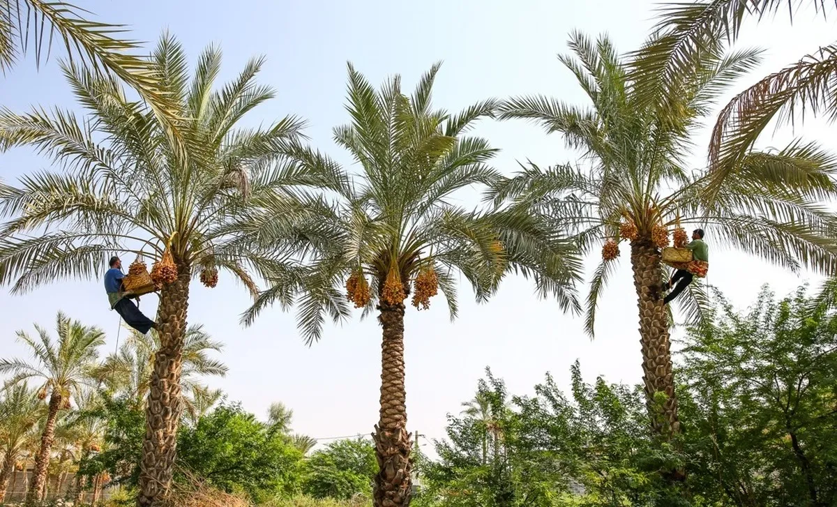 ویدئو| خرما‌چینی به روش سنتی در شهرستان دشتی