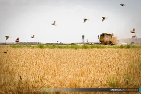 کشت ۶ میلیون هکتار گندم طی سال&zwnj;جاری | توزیع ۴۲۰ هزار تن بذر اصلاح شده
