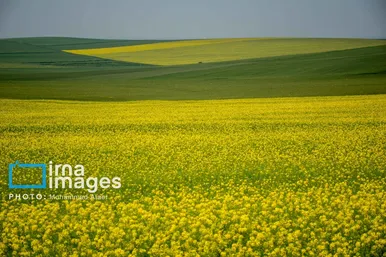 ایران زیباست | بهارِ گلستان
