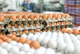قیمت تخم&zwnj;مرغ در مشهد بالاتر از نرخ مصوب است