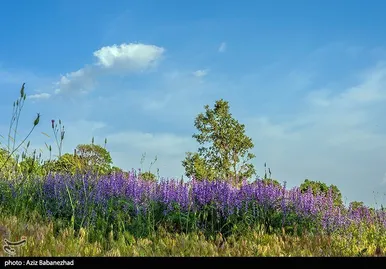 ایران زیباست | دشت گل‌های بنفش در شهرستان خرم آباد