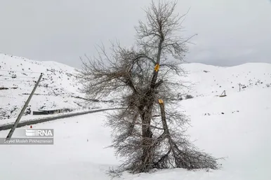 روزهای برفی سیم بانان