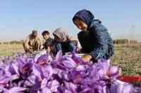 تیک‌آف زعفران افغانستان در بازارهای جهانی | صادرات بیش از ۶ برابر تولید