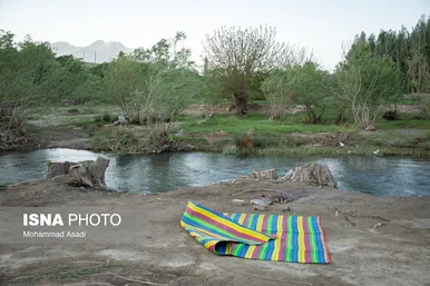 گزارش تصویری | قطع گسترده درختان روستای «اسکان» - شازند