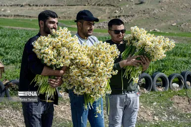 نذر گل نرگس به مقصد حرم