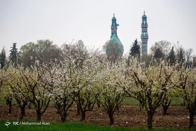 رنگ و بوی شکوفه های بهاری در رامیان گلستان