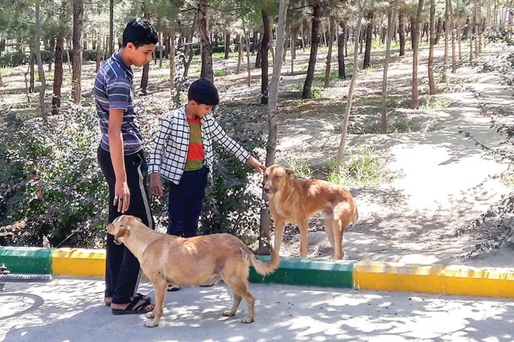 سگ‌کشی یا تیمار!