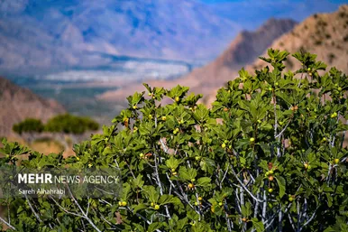 گزارش تصویری | برداشت انجیر در استهبان
