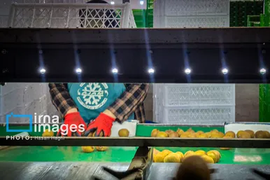 ایران زیباست | برداشت کیوی در غرب گیلان
