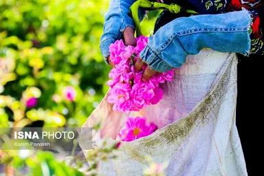 برداشت گل محمدی در کاشان