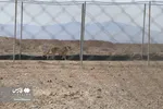 تصاویر جدید از «فیروز»، پدرِ «پیروز» | شرایط یوزپلنگ ایرانی چطور است؟