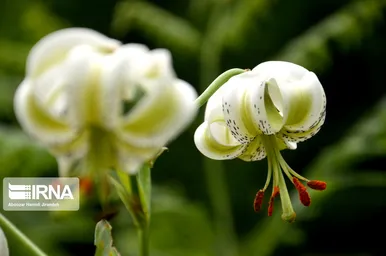 شکوفایی نادرترین گل جهان در داماش گیلان
