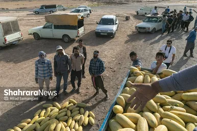 فصل برداشت خربزه‌ جامی