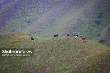 طبیعت زیبای ترکمن صحرا
