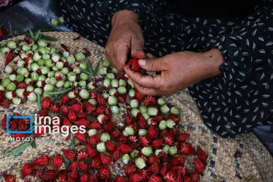 برکت خاک ایران | برداشت چای قرمز در روستای علوه