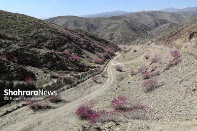 ایران زیباست | «ارغوان» پنجه‌ی خونین زمین
