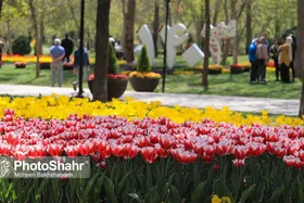 مهمانی رنگارنگ لاله&zwnj;ها پیش چشم مشهدی&zwnj;ها در پارک ملت و باغ گل&zwnj;ها