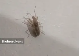 ویدئو| آنچه درباره سِنَک باید بدانیم