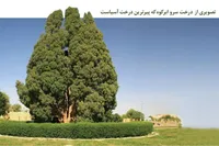 پیرترین درخت مشهد را کسی دیده است؟