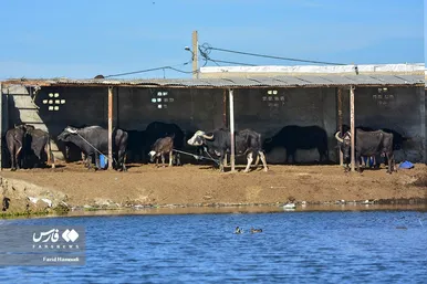 پرورش گاومیش «خوزستان»