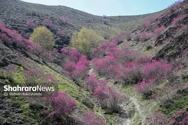 ایران زیباست | «ارغوان» پنجه‌ی خونین زمین