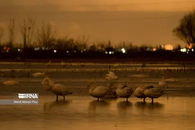 ایران زیباست | قوهای مهاجر در تالاب سرخ رود