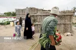 مزرعه گل شب‌بو در شهرستان حمیدیه