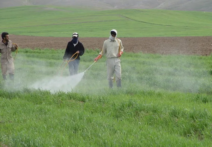 قانون نحوه استفاده از سموم کشاورزی بدرستی اجرا نمی‌شود