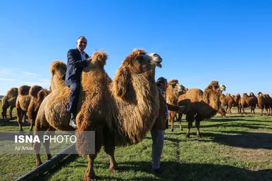 مزرعه شتر دوکوهانه در استان اردبیل