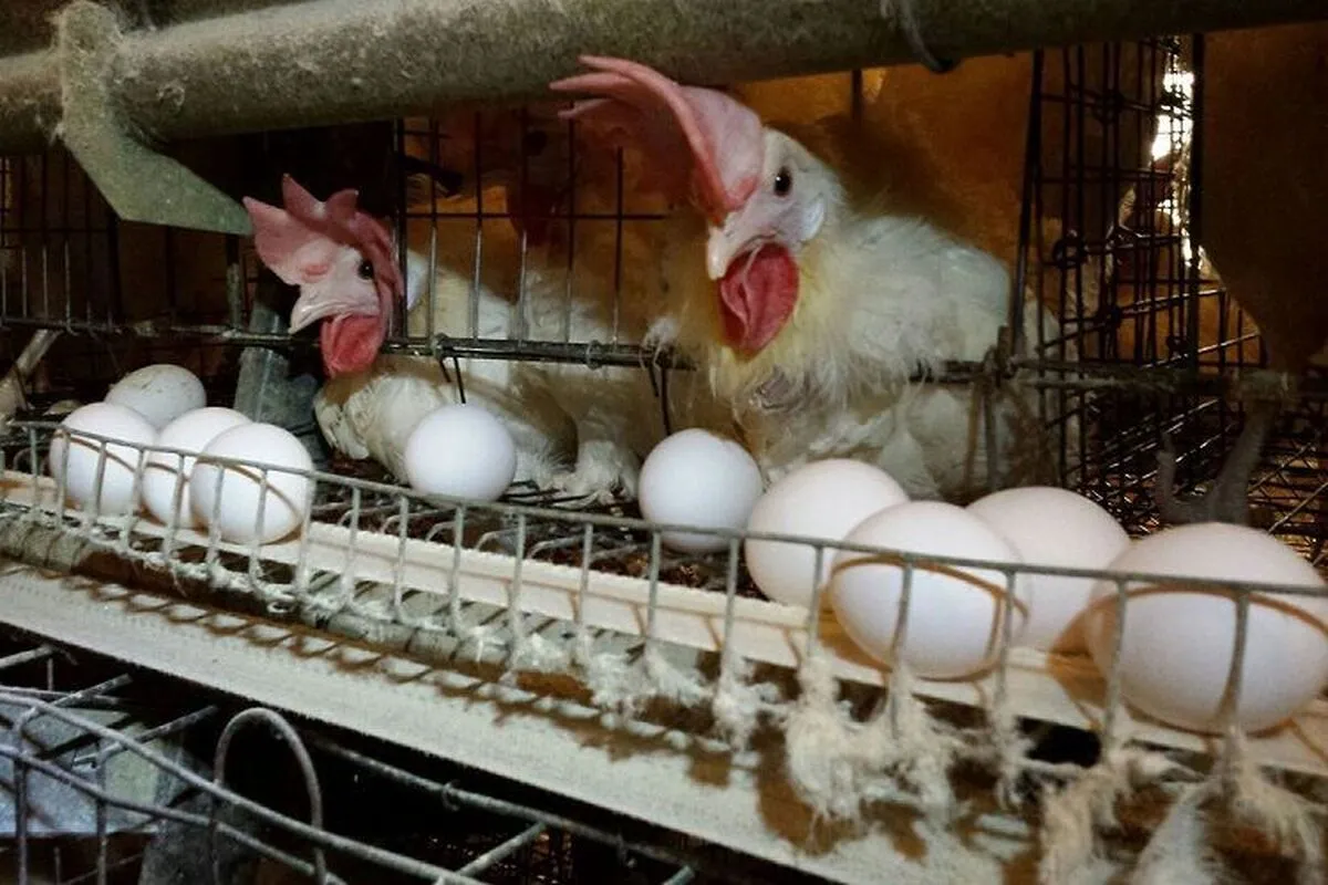 قیمت تخم مرغ اصلاح شود