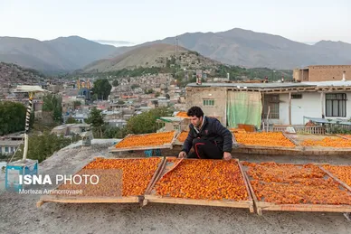 ایران زیباست | «خرو» بزرگ‌ترین تولیدکننده آلو در کشور