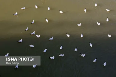 ایران زیباست | پرندگان مهاجر دریای خزر