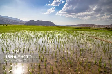 گزارش تصویری | رونق کشت برنج در حاشیه رودخانه قزل اوزن