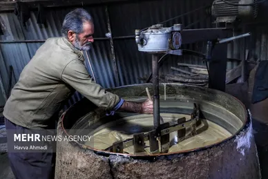 برداشت نیشکر در مازندران