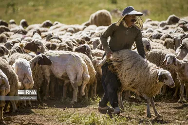 عکس‌های پشم‌چینی گوسفندان عشایر