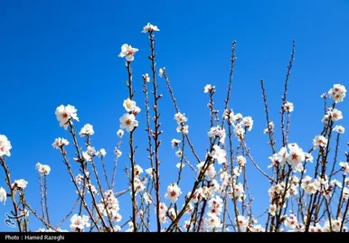 ایران زیباست | طبیعت بهاری ابهر