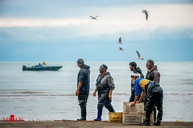 آغاز فصل صید ماهی استخوانی در مازندران