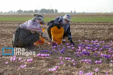 ایران زیباست | برداشت زعفران از مزارع «فاروج»