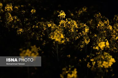 ایرانِ زیبا | «کلزای» بهاری در گلستان