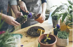 راهنمای کامل کود&zwnj;های مناسب انواع گیاهان آپارتمانی
