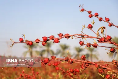 ایران زیباست | برداشت چای ترش در شهرستان کارون