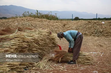 گزارش تصویری | جاروبافی در روستای ملاحسن
