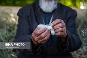 گزارش تصویری | نوغانداری، تولید ثروت از کرم ابریشم