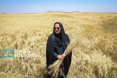 برداشت گندم در هشترود