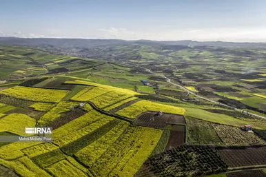 عکس‌هایی از مزارع کلزا