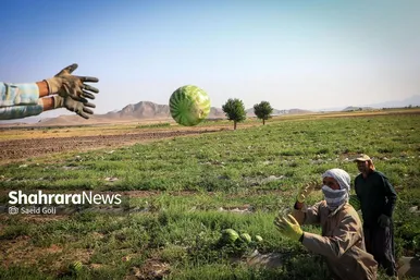 برداشت هندوانه در روستای گلسرا