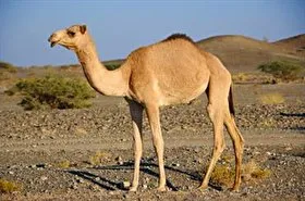 آزار دلخراش یک بچه شتر در خراسان جنوبی + فیلم
