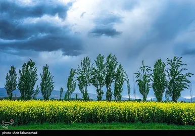 ایران زیباست | کشت کلزا در شهرستان سلسله - لرستان